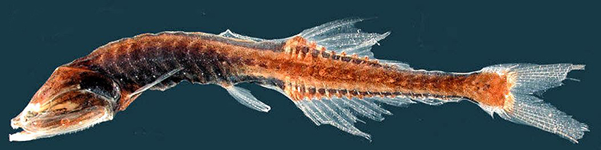 Cyclothone microdon_04.jpg